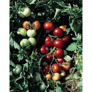 Топкапі F1 - томат детермінантний, 1000 насінин, Nickerson Zwaan фото, цiна
